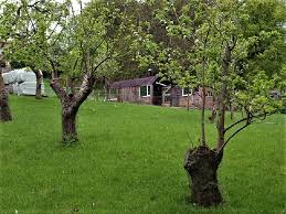 The spray recommendations for home garden fruit trees have been updated for 2019. How To Start A Mini Fruit Orchard The Garden