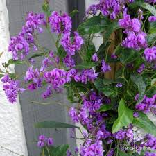 Image result for Hardenbergia