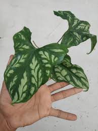 Image result for Cercestis