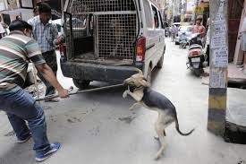 India Sees 1 75 Million Dog Bites Every Year Yet We Face Up To 80 Shortage Of Anti Rabies Vaccines