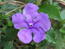 Image result for Brunfelsia pauciflora