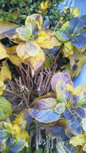 紫陽花の葉が写真のように茶色くなって元気がありません 病気なのでしょうか Yahoo 知恵袋