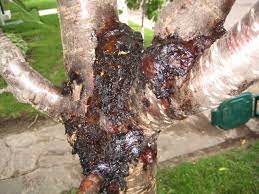 Trees with blossoms of five petals and some early flowering cherry tree varieties. How To Deal With Bacterial Canker In Cherry Trees