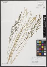 Image result for Sporobolus ioclados