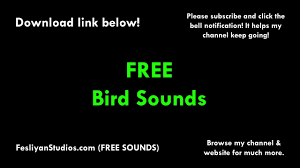 Sound Of Birds Chirping In The Morning Mp3 Free Download Free Birds Sound Effects Mp3 Download Fesliyanstudios