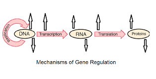 In the thecontinue reading dna and protein synthesis webquest answer key Dna Replication Worksheet Answer Key Quizlet Dna Base Pairing Worksheet Promotiontablecovers Start Studying Dna Replication Worksheet