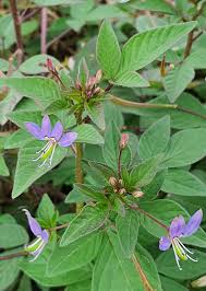 Image result for Cleome rutidosperma