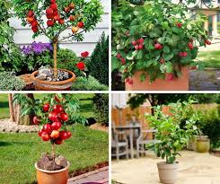 Untuk menanam buah naga di dalam pot , kamu perlu menyiapkan pot tanamannya terlebih dahulu dari berbagai bahan, bisa pot bahan semen, plastik, tanah liat dan sebagainya. 5 Fakta Tabulampot Metode Bertanam Buah Dalam Pot Yang Bisa Kamu Coba