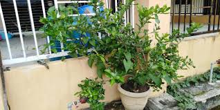 Untuk merasakan khasiat serta manfaat limau kasturi ada dua cara yaitu dengan cara diminum dan juga dijadikan masker serta luluran. Tip Suburkan Pokok Limau Purut Kalau Tanam Dalam Pasu Vanilla Kismis