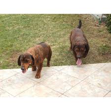 Image result for alpský brakýř jezevčíkovitý