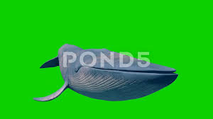 Timetec computing sdn bhd is in the sectors of: Blue Whale Green Screen Loop Ocean Sea 3d Rendering Animation Stock Footage Ad Screen Loop Green Blue Greenscreen Blue Whale Vintage Style Art