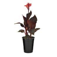 Pin On Lowe S Garden Center Perennial Flowers