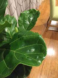Check spelling or type a new query. Help With Fiddle Leaf Fig Leaves Are Curling