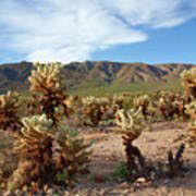 70 common cacti of the southwest. Cholla Cactus Garden Joshua Tree National Park Photograph By Ram Vasudev