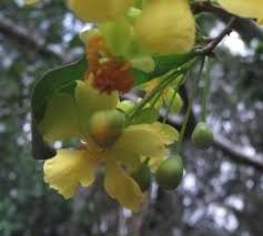 Image result for Ochna arborea