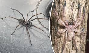 Check spelling or type a new query. What Is A Huntsman Spider What To Do If You Spot A Giant Spider In Your Home Nature News Express Co Uk
