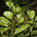 Image result for Ateleia herbert-smithii