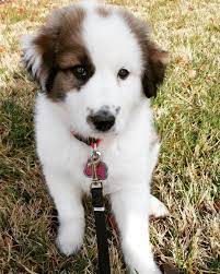 Great Pyrenees Australian Shepard Mix Named Ella Australian Shepherd Livestock Guardian Dog Aussie Dogs