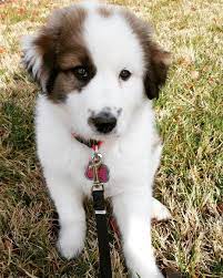 Browse our reputable breeders in pa, ohio, and indiana. Great Pyrenees Australian Shepard Mix Named Ella Australian Shepherd Livestock Guardian Dog Aussie Dogs