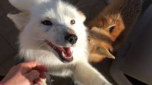 Fennec fox babies for sale. Why Domesticated Foxes Are Genetically Fascinating And Terrible Pets Pbs Newshour