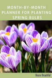 Plant in a location that gets lots of sun from january through early may. These Are The Best Flowering Bulbs To Plant Now For The Most Colourful Spring Garden Spring Bulbs Garden When To Plant Tulips When To Plant Bulbs