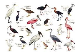 Wading Birds Field Guide Art Print Bird Poster Watercolor