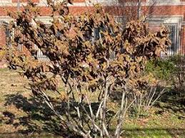 Image result for Hamamelidaceae