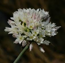 Image result for Alliaceae