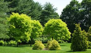 Image result for Robinia