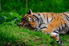 Discussion in 'truck stops' started by az pete, mar 16, 2018. They Paved This Tiger Hell To Put Up A Parking Lot Peta
