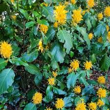 Image result for Justicia aurea