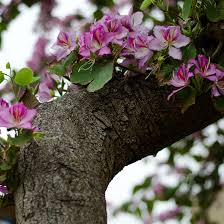 Image result for Bauhinia variegata