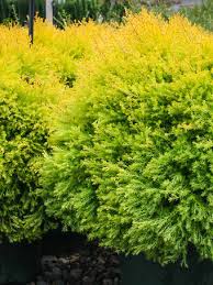 In stock (0) sizes & prices. Highlights Arborvitae For Sale Online The Tree Center