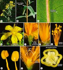 Image result for Tarenna sp. 53