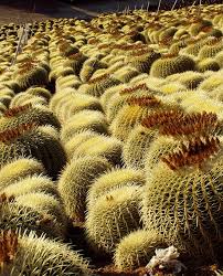 They bloom only during a particular season of the year, depending on the specific. Echinocactus Grusonii Golden Barrel Cactus Golden Barrel Cactus Barrel Cactus Cactus