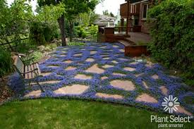 Provides beautiful and stunning ground cover with blue creeping speedwell. Plant Select Smart Plant Choices Plant Select