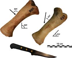 If the loading takes too long, you can learn more here. Testing Accuracy In 2d And 3d Geometric Morphometric Methods For Cut Mark Identification And Classification Peerj
