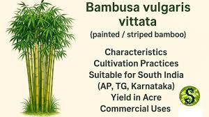 Image result for Bambusa vulgaris