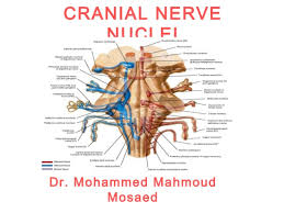 Brainstem development is similar to spinal cord development and unfolds like a book. Cranial Nerve Nuclei