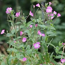 Image result for Eriosema parviflorum