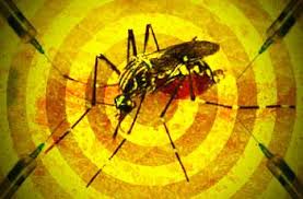 Resultado de imagem para febre amarela