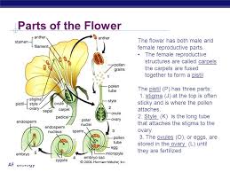Roots, stems, leaves and flowers. Plant Anatomy Ppt Video Online Download