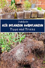Fruhjahrsputz Fur Balkon Und Garten Saatgut Giveaway Gutschein Pflanzen Fruhjahrsputz Und Palette Beet