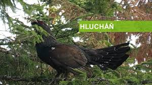 Hluchan Youtube In 2021 Bald Eagle Youtube Animals