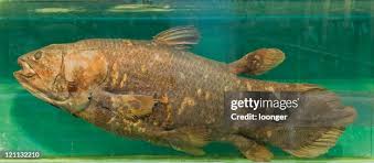 Image result for Coelachyrum