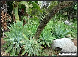 Image result for Agavaceae