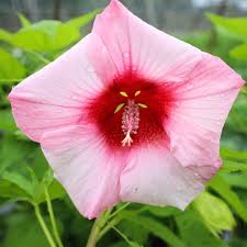 Image result for Hibiscus noldeae