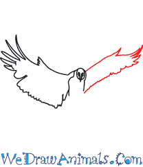 From simple line drawings to modern art and easy animations, we've got you covered. How To Draw A Lammergeier