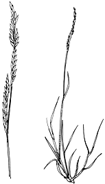 Image result for Eriochloa