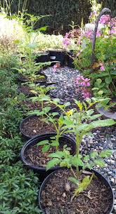 When the tomato seedlings are large enough, it's the time to transplant them in garden or greenhouse. Gardening Hacks On Planting Tomatoes And Other Nightshade Plants Steemit